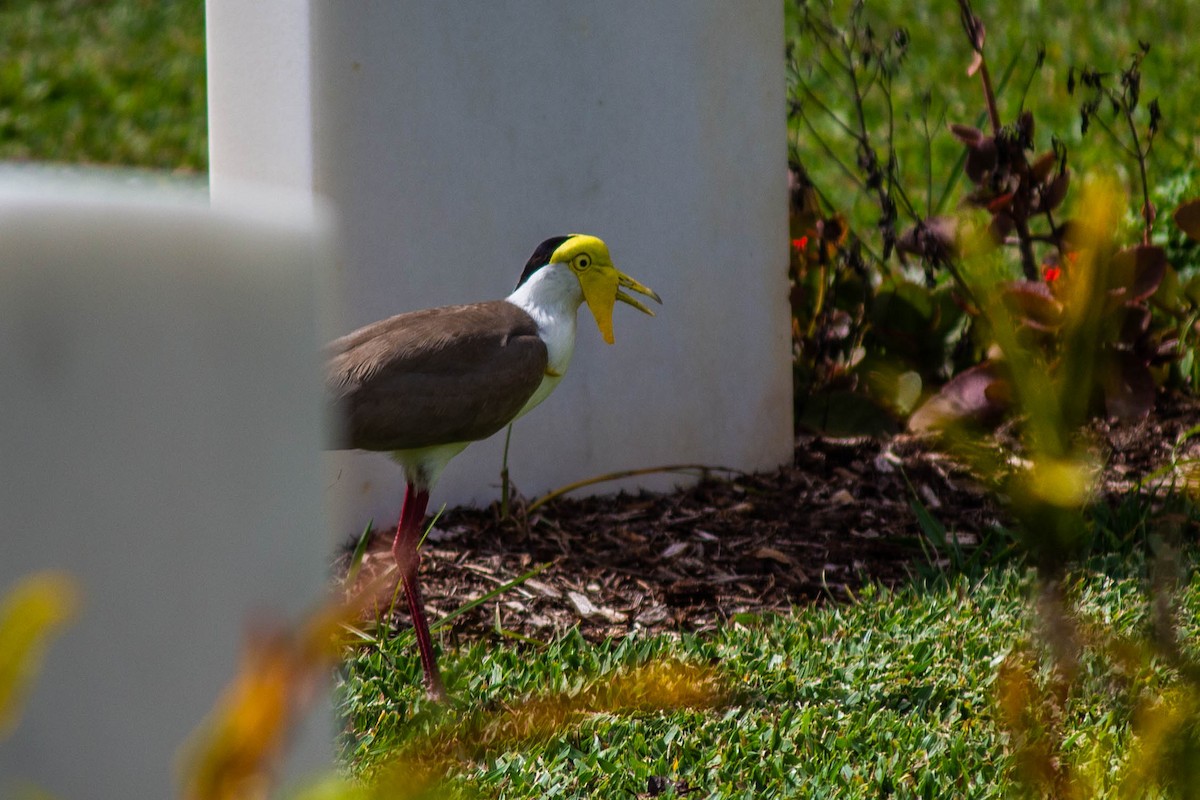 Masked Lapwing - ML645718658