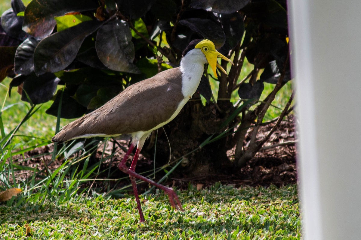 Masked Lapwing - ML645718659