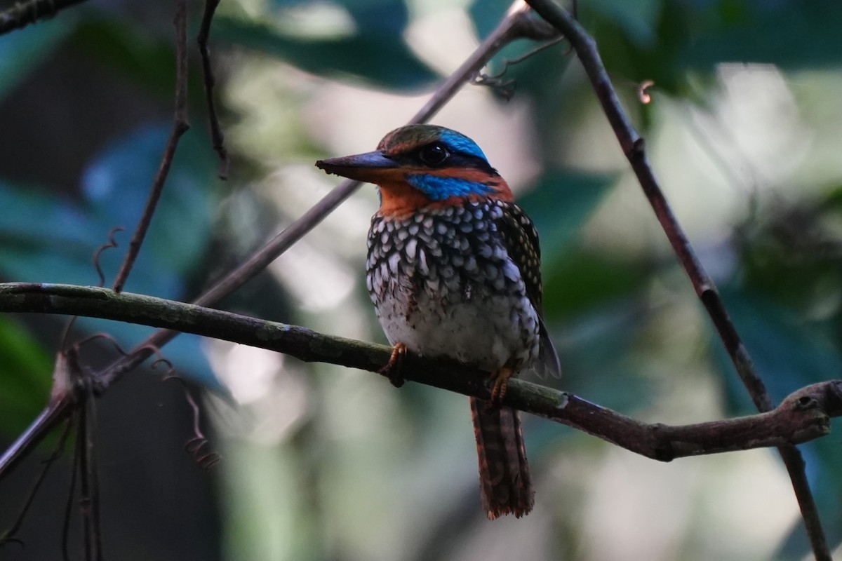 Spotted Kingfisher - ML645718660