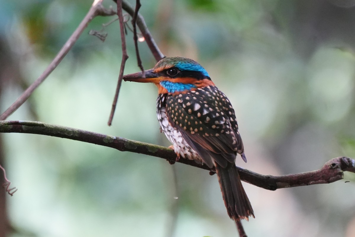 Spotted Kingfisher - ML645718661
