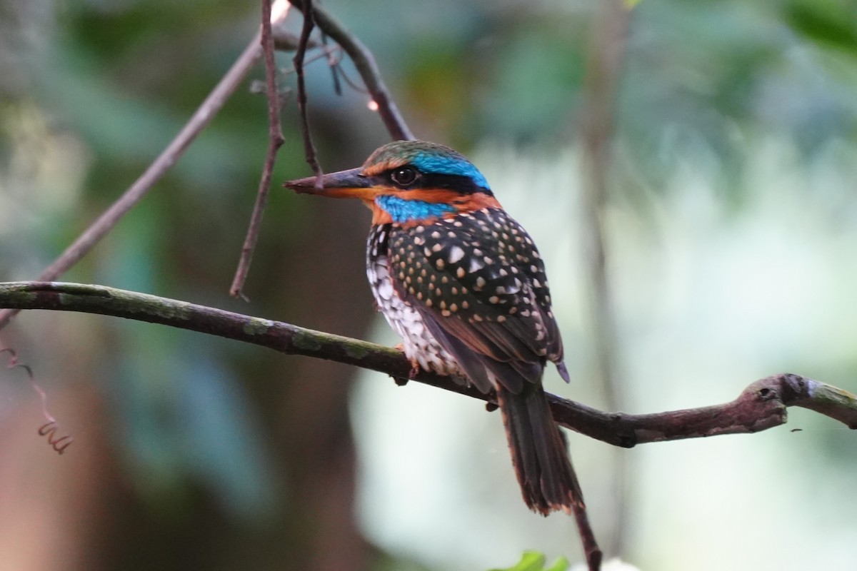 Spotted Kingfisher - ML645718662