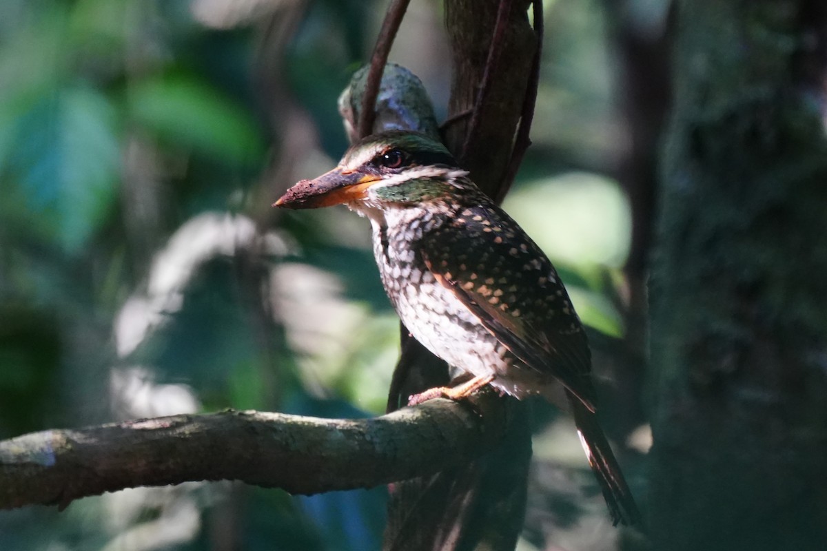Spotted Kingfisher - ML645718663