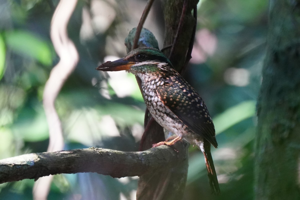 Spotted Kingfisher - ML645718664