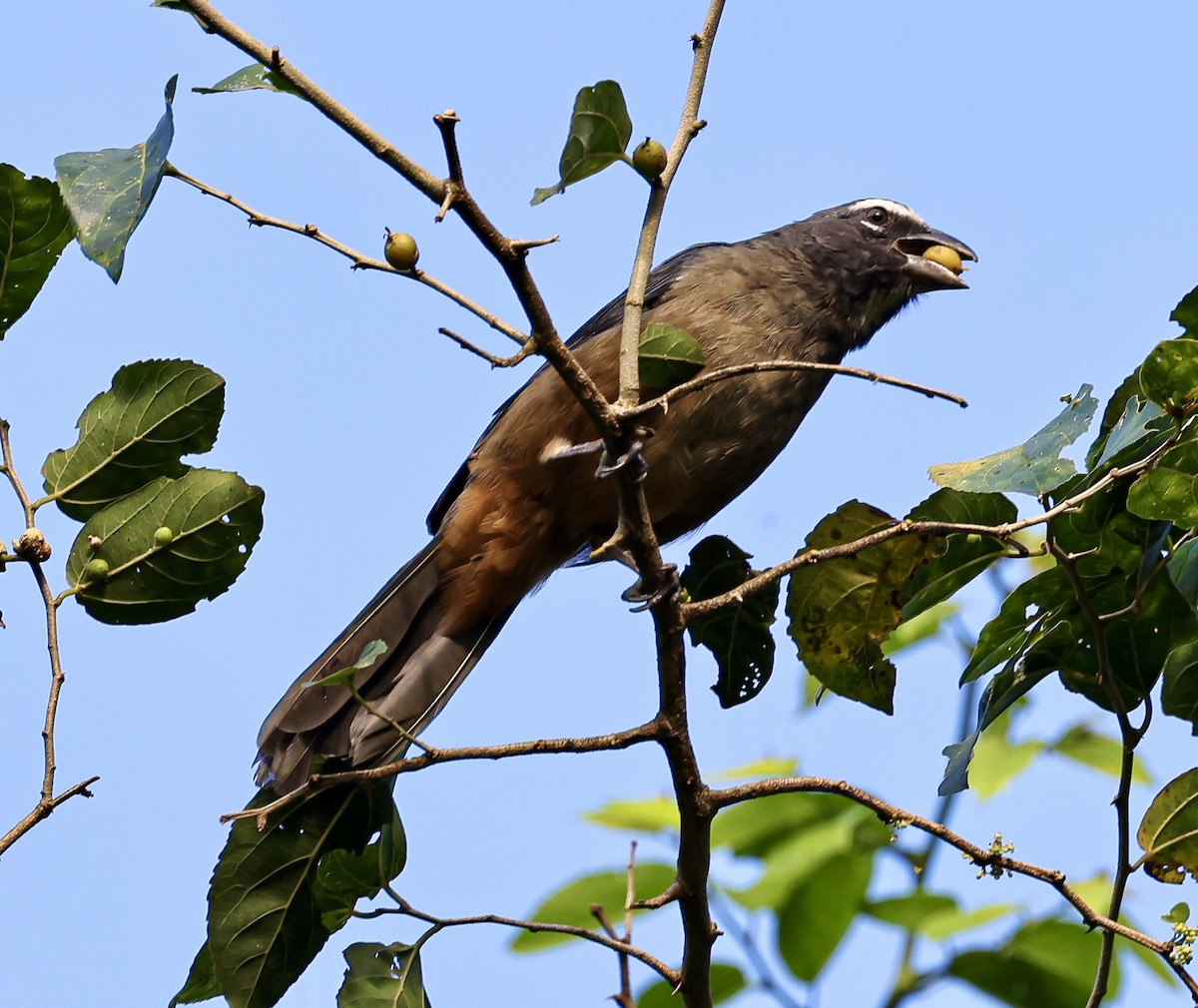 Cinnamon-bellied Saltator - ML645718665