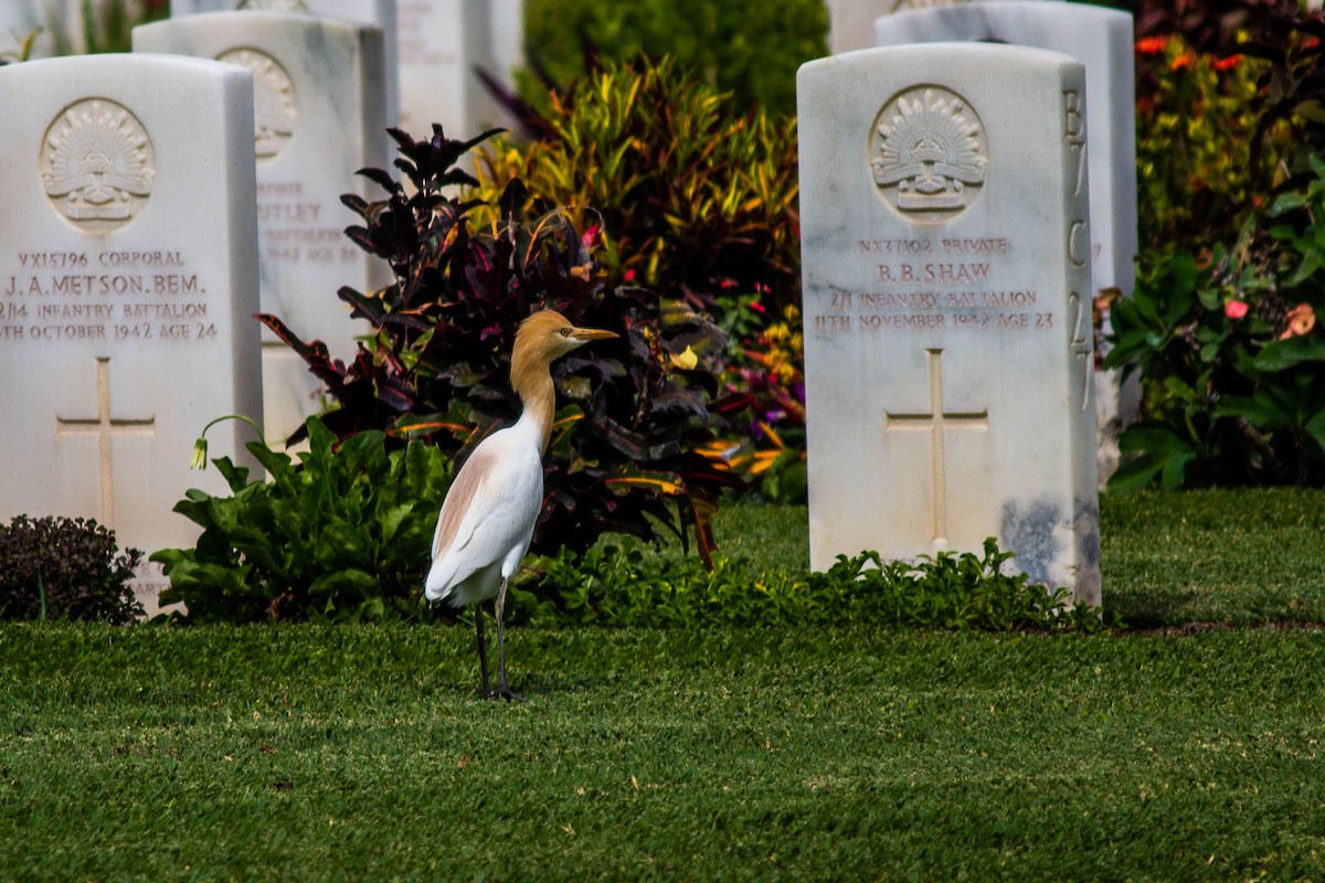 Eastern Cattle-Egret - ML645718667