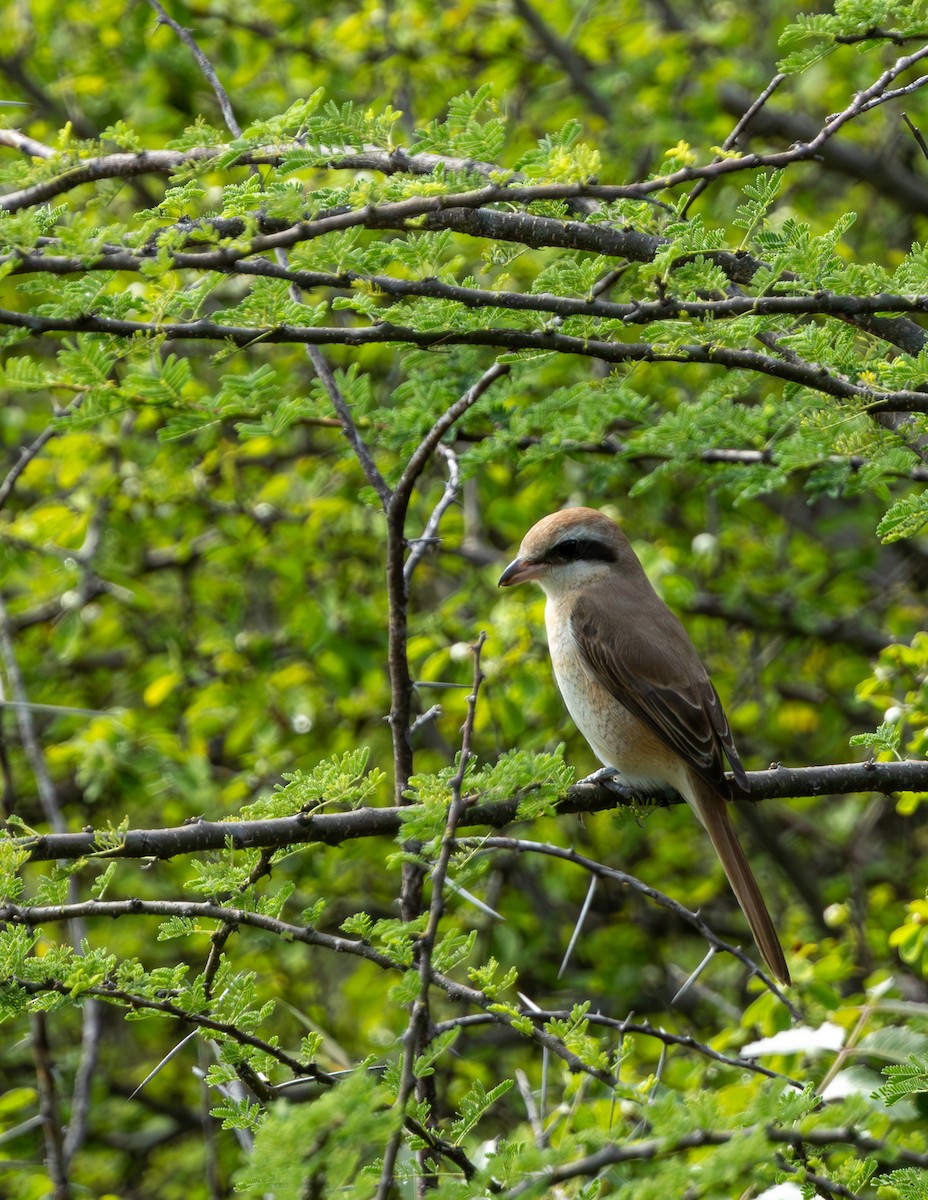 Brown Shrike - ML645718674