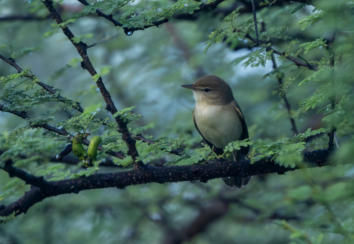 Booted Warbler - ML645718680