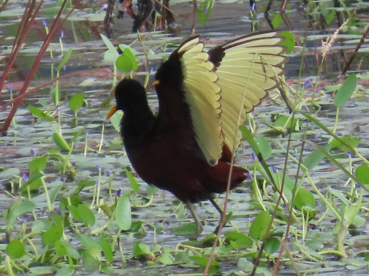 Northern Jacana - ML645718683