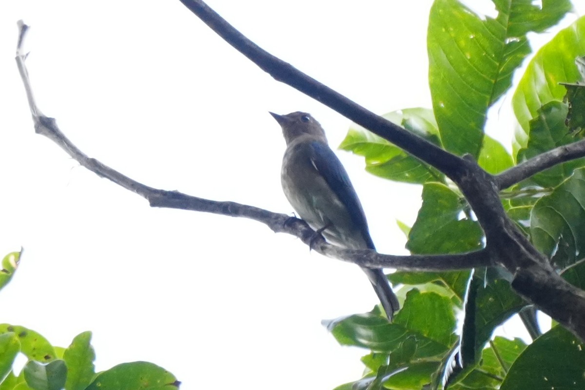Blue-and-white Flycatcher - ML645718684