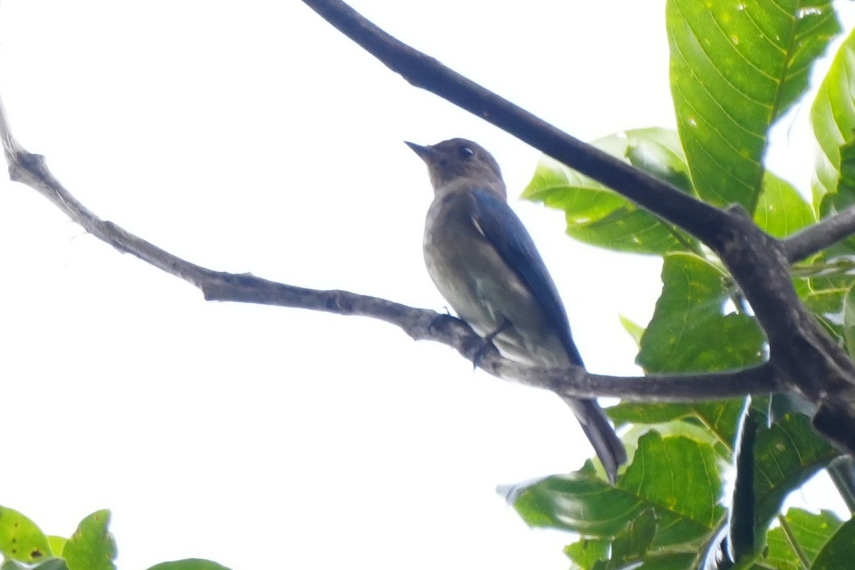Blue-and-white Flycatcher - ML645718685