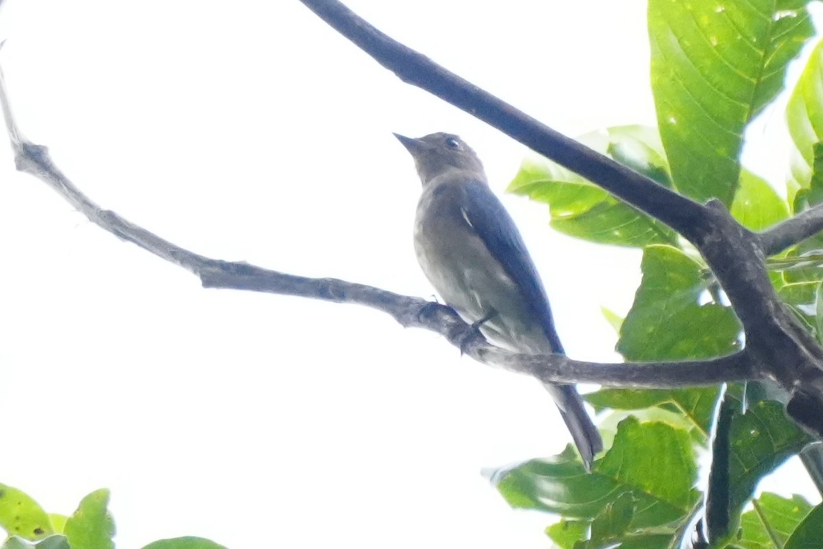 Blue-and-white Flycatcher - ML645718686
