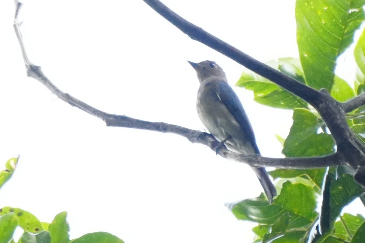 Blue-and-white Flycatcher - ML645718687