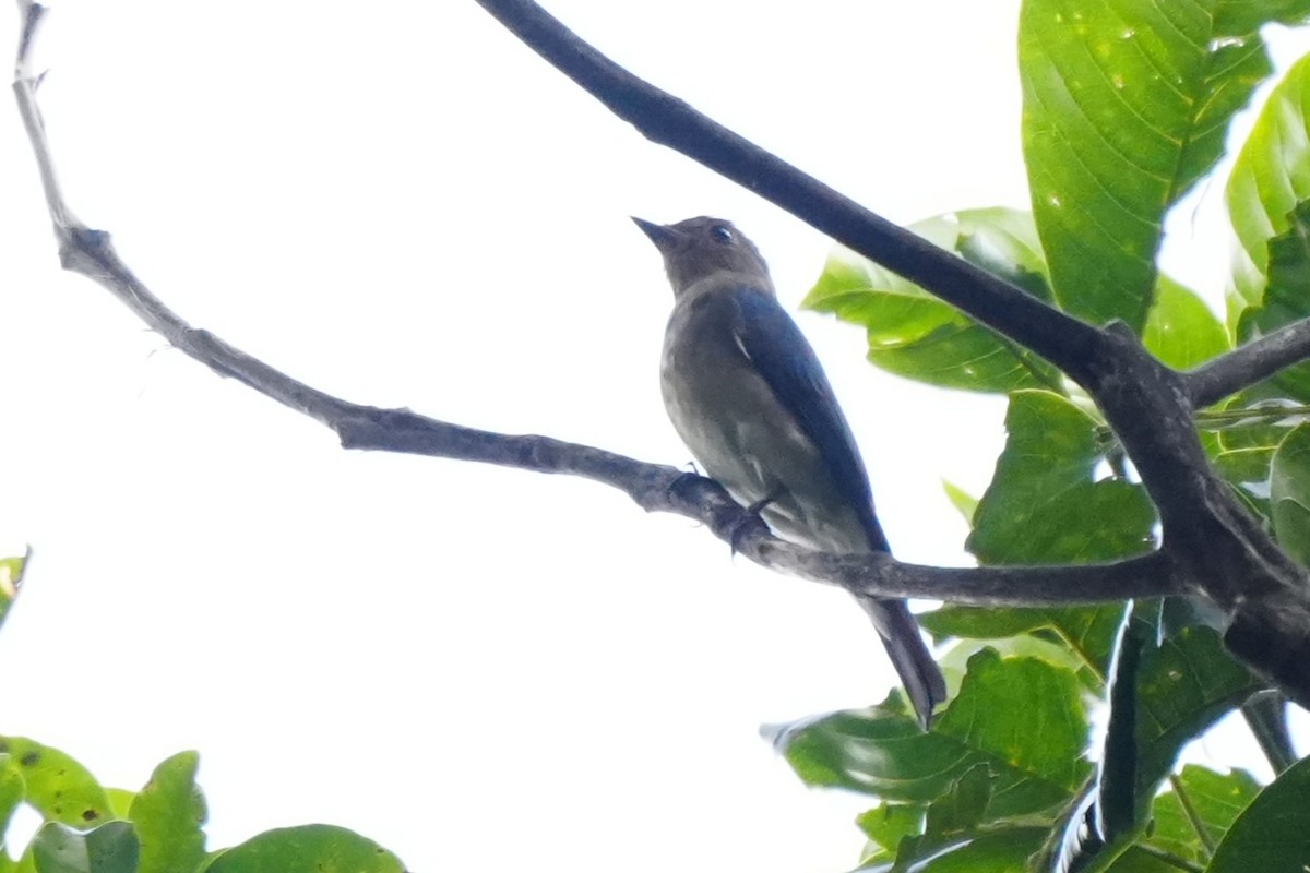 Blue-and-white Flycatcher - ML645718688