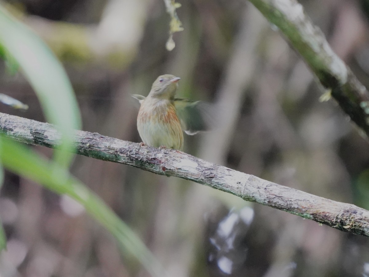 Striolated Manakin - ML645718698