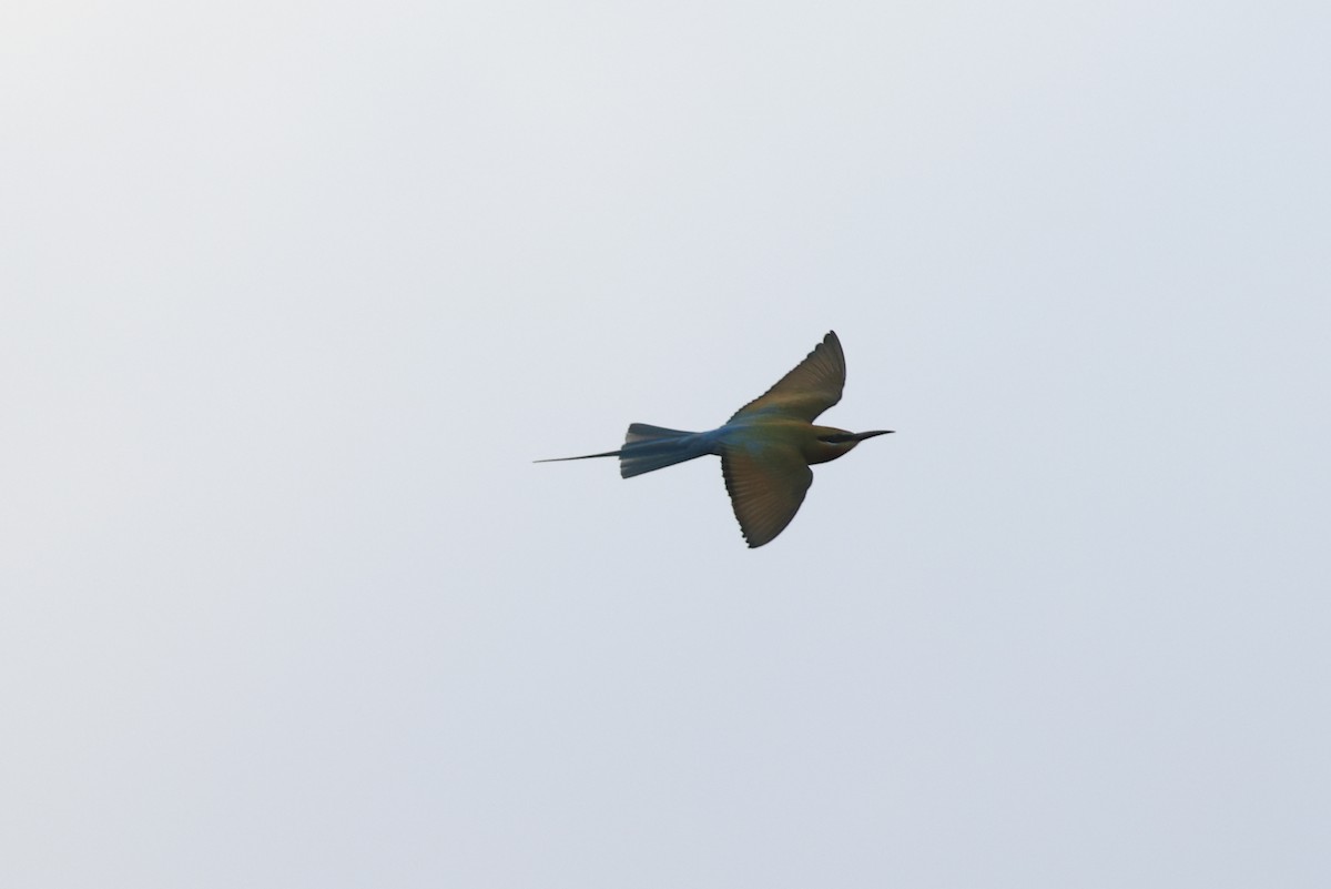 Blue-tailed Bee-eater - ML645718699