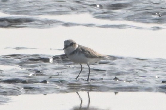 Kentish Plover - ML645718703