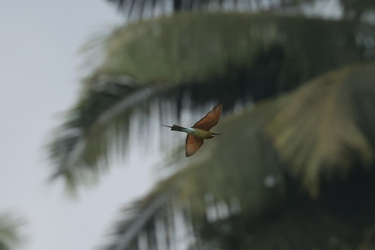 Blue-tailed Bee-eater - ML645718706