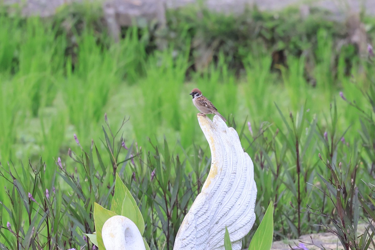 Eurasian Tree Sparrow - ML645718711