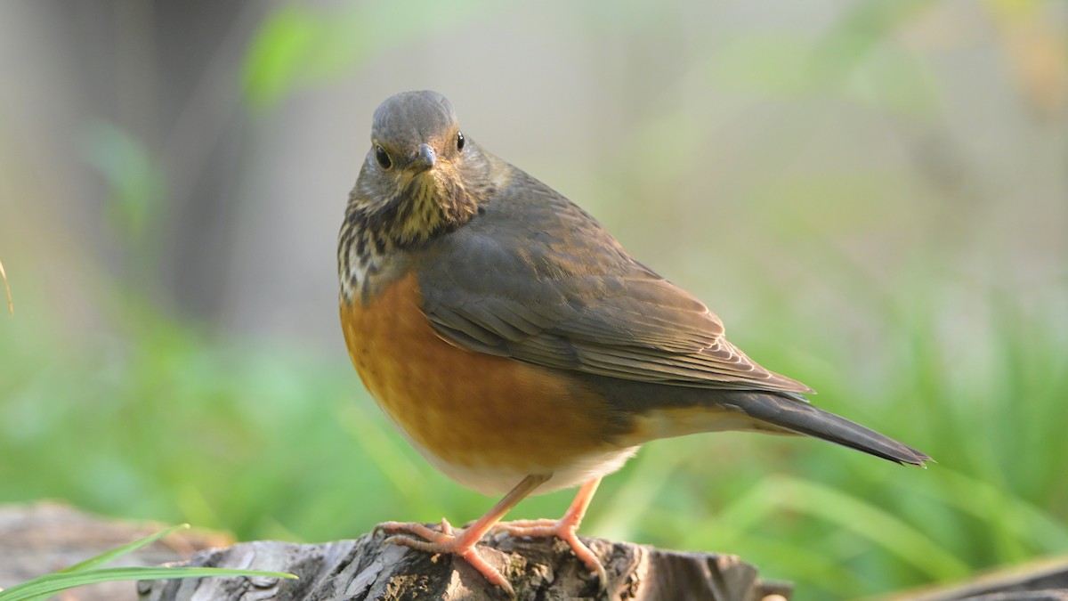 Gray-backed Thrush - ML645718720