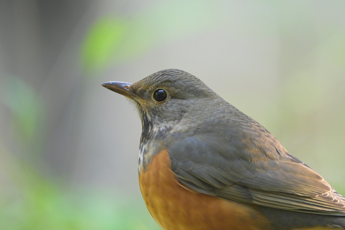 Gray-backed Thrush - ML645718721