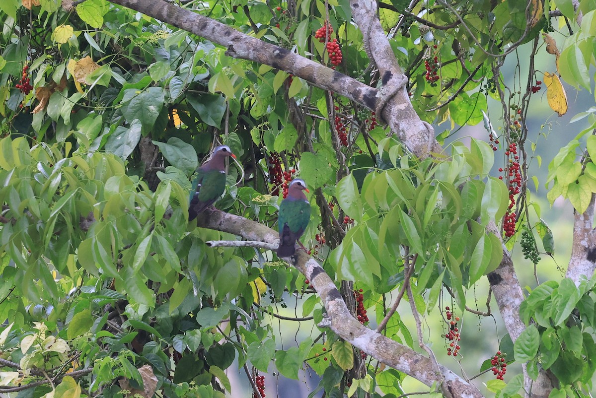 Asian Emerald Dove - ML645718722