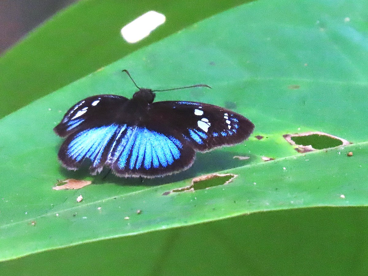 Butterflies and Moths - ML645718734