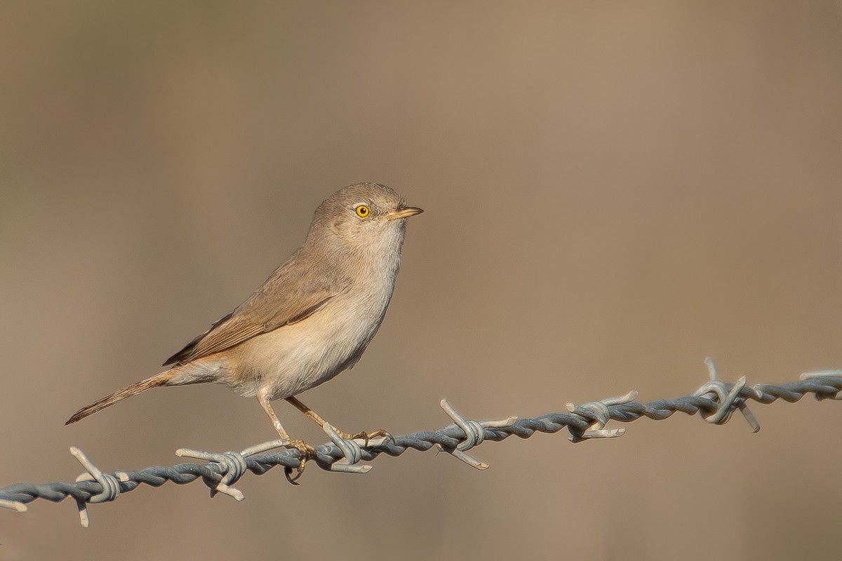 Пустынная славка - ML645718797