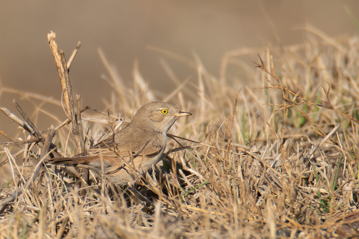 Пустынная славка - ML645718798
