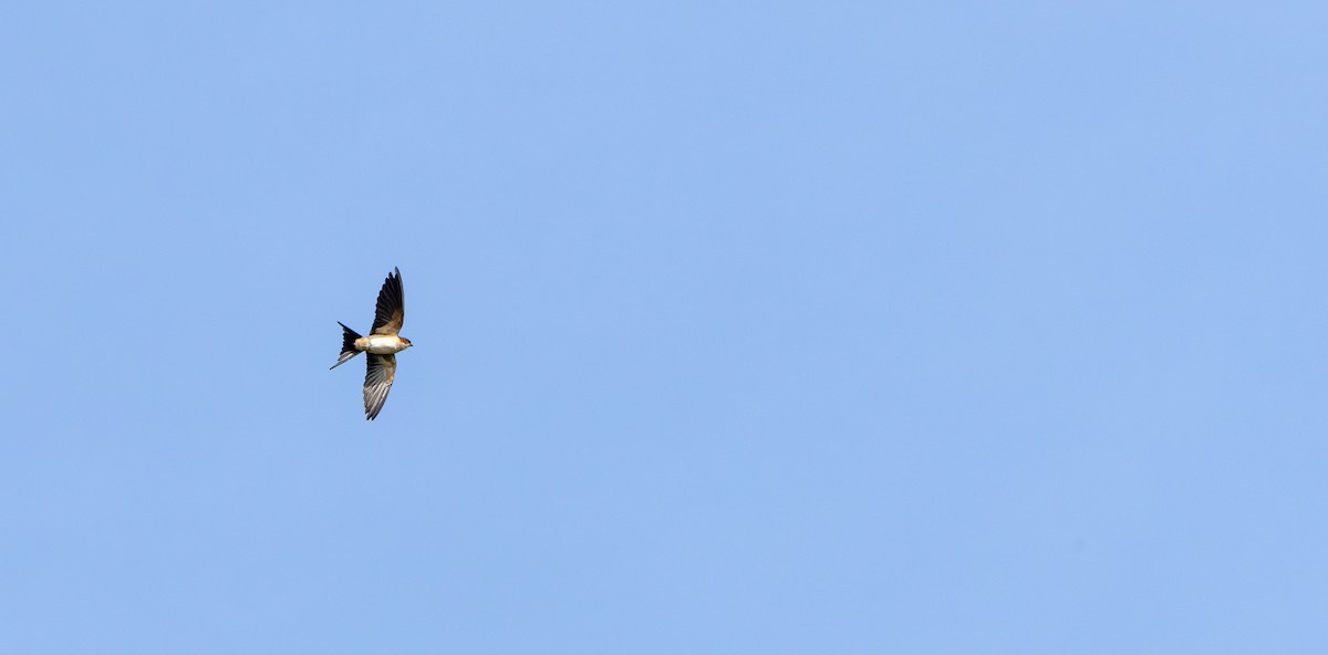 vlaštovka obecná - ML645718799