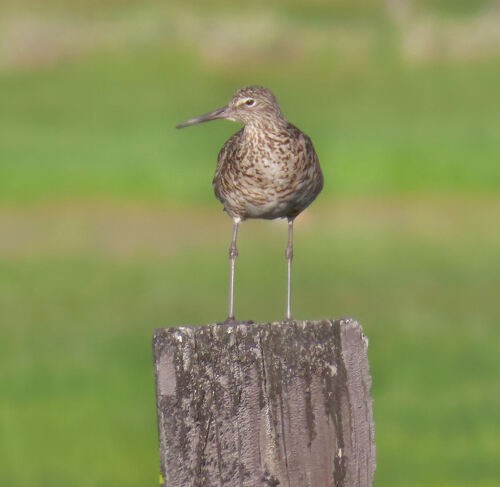 Willet - ML645718801