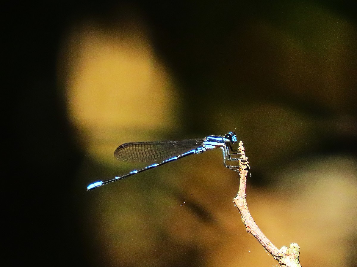 Cerulean Dancer - ML645718815