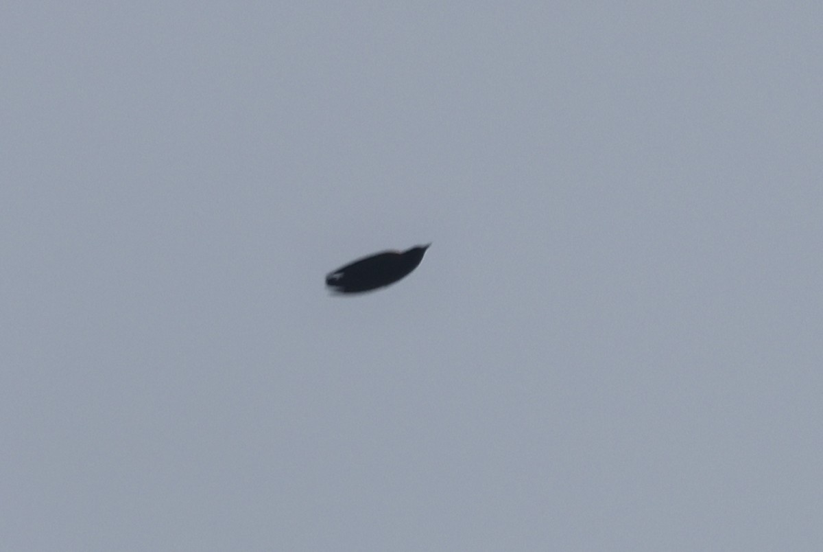 Red-winged Blackbird - ML645718824