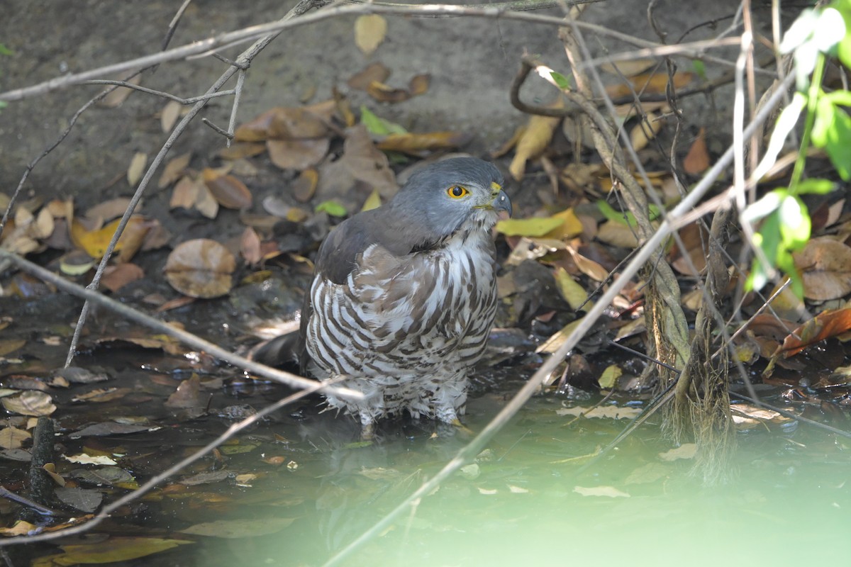 Crested Goshawk - ML645718832
