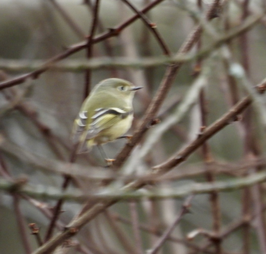 Ruby-crowned Kinglet - ML645718833