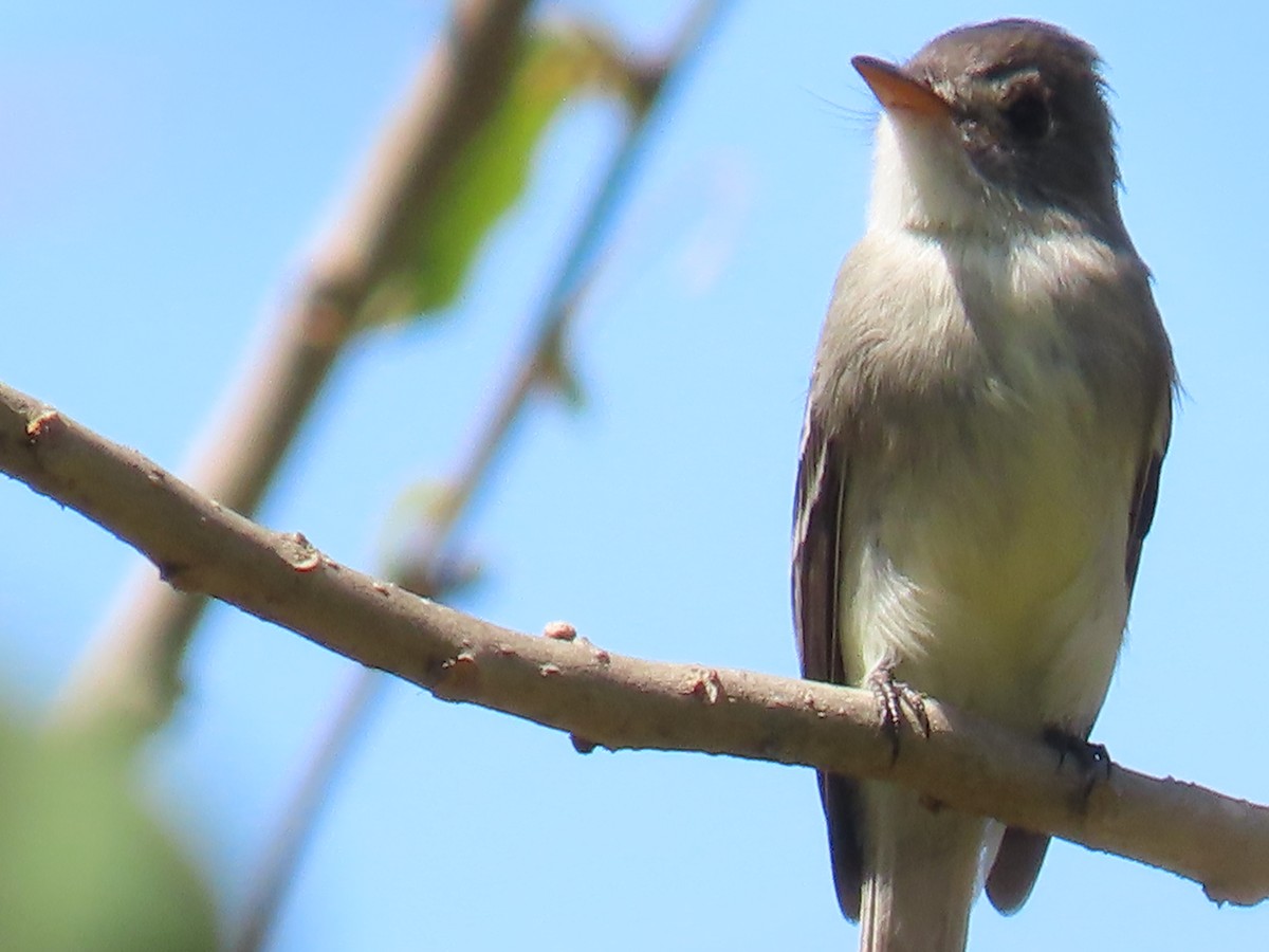 Tumbes Pewee - ML645718834