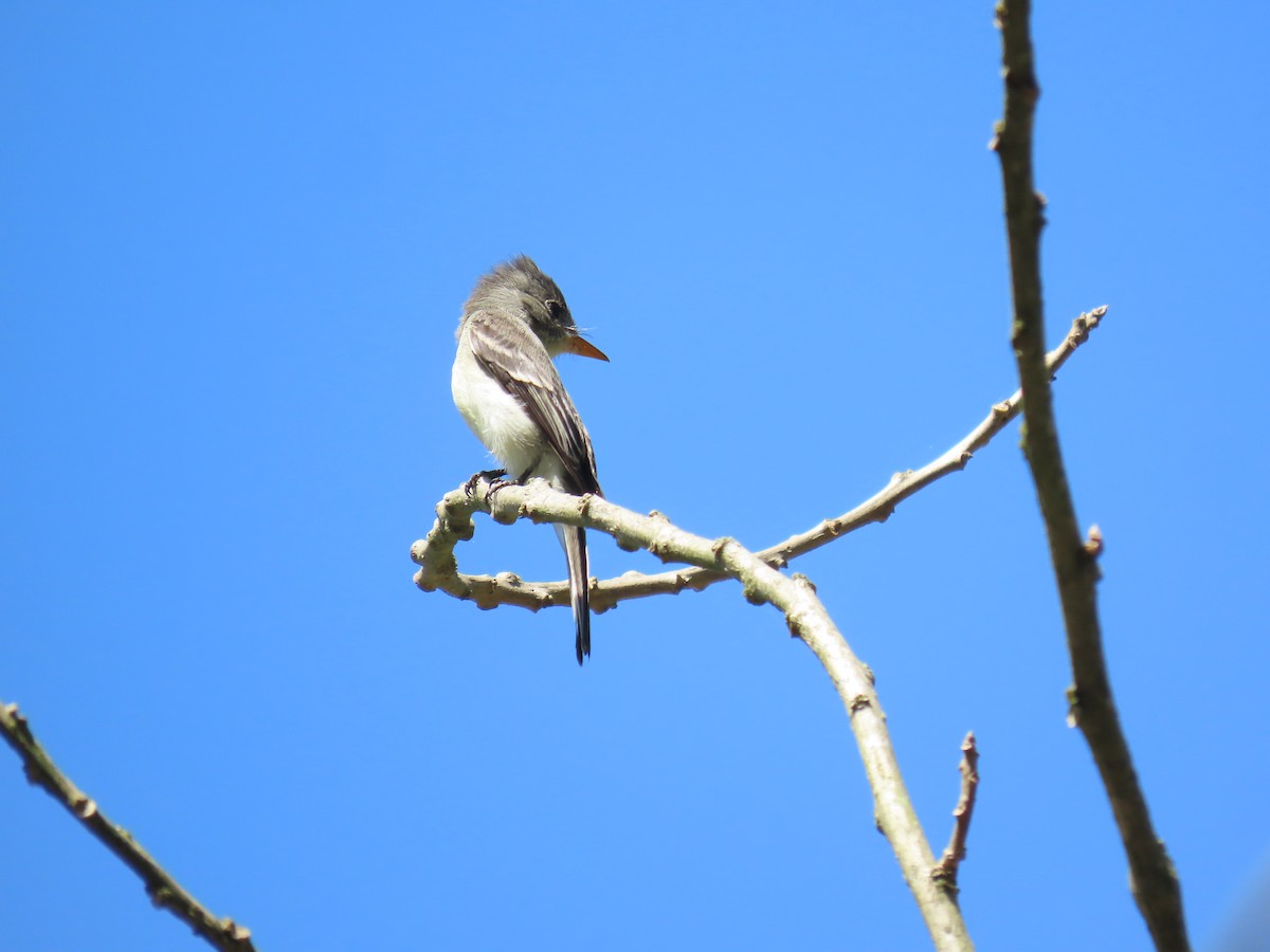 Tumbes Pewee - ML645718851