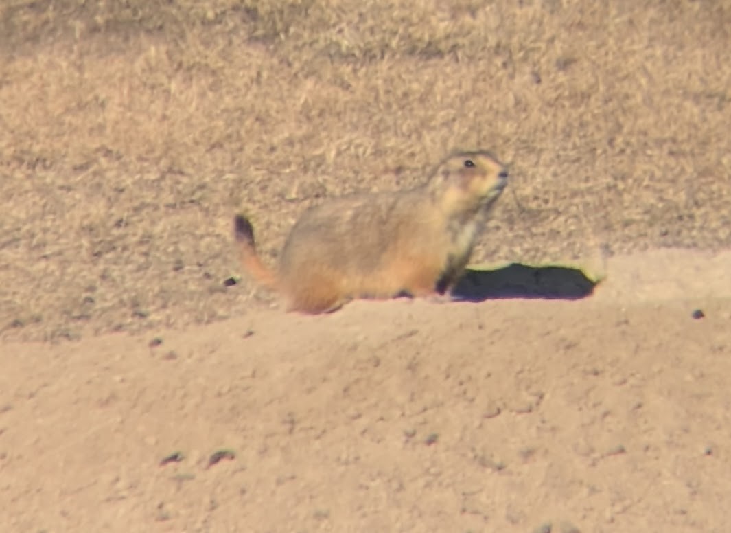 Black-tailed Prairie Dog - ML645718857