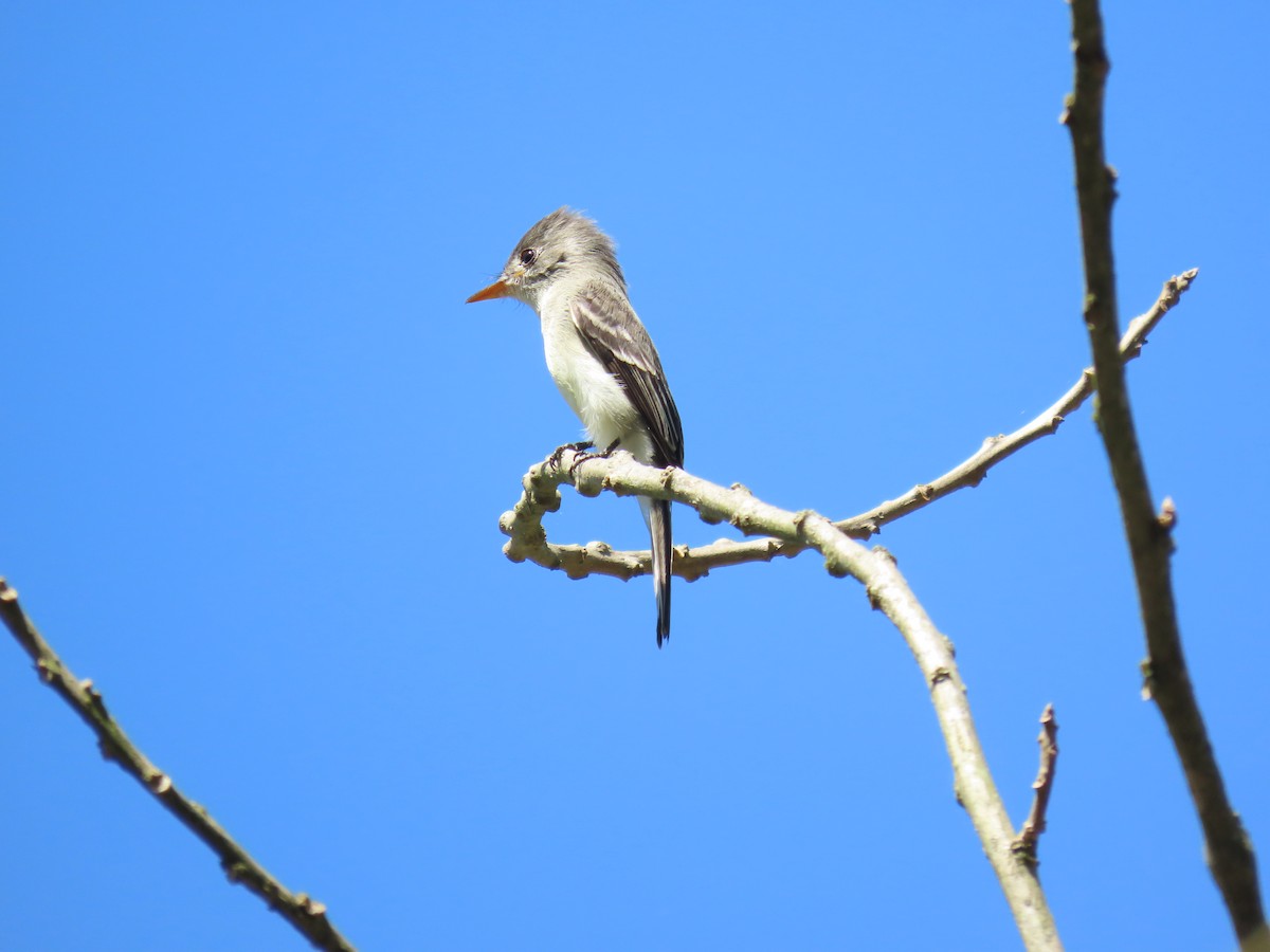 Tumbes Pewee - ML645718860