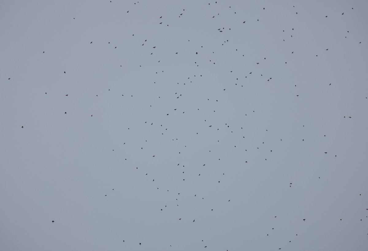 American Robin - ML645718863