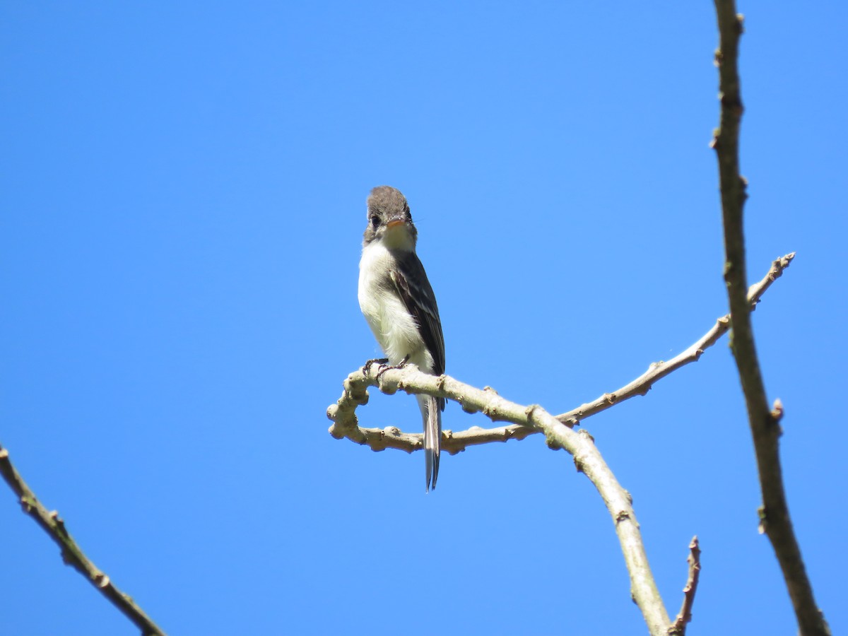 Tumbes Pewee - ML645718874