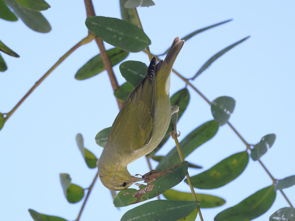 Tennessee Warbler - ML645718876