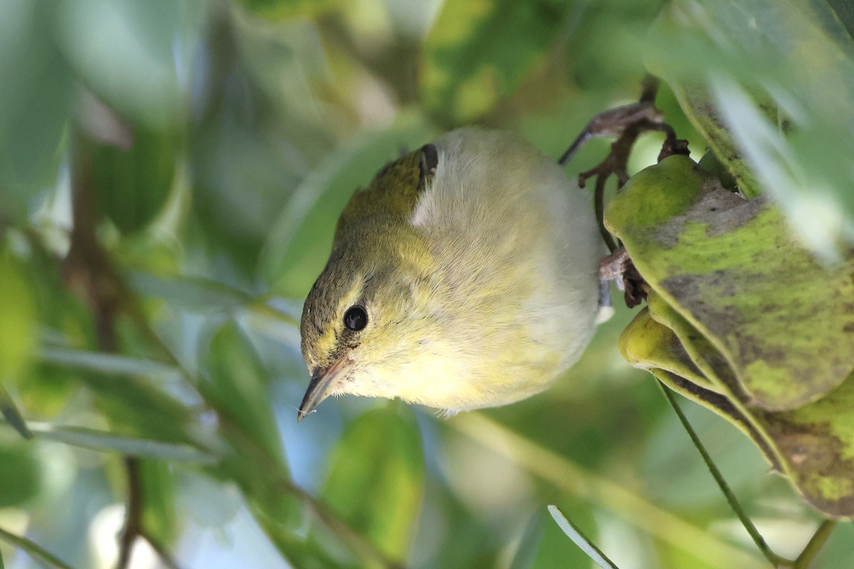 Tennessee Warbler - ML645718877
