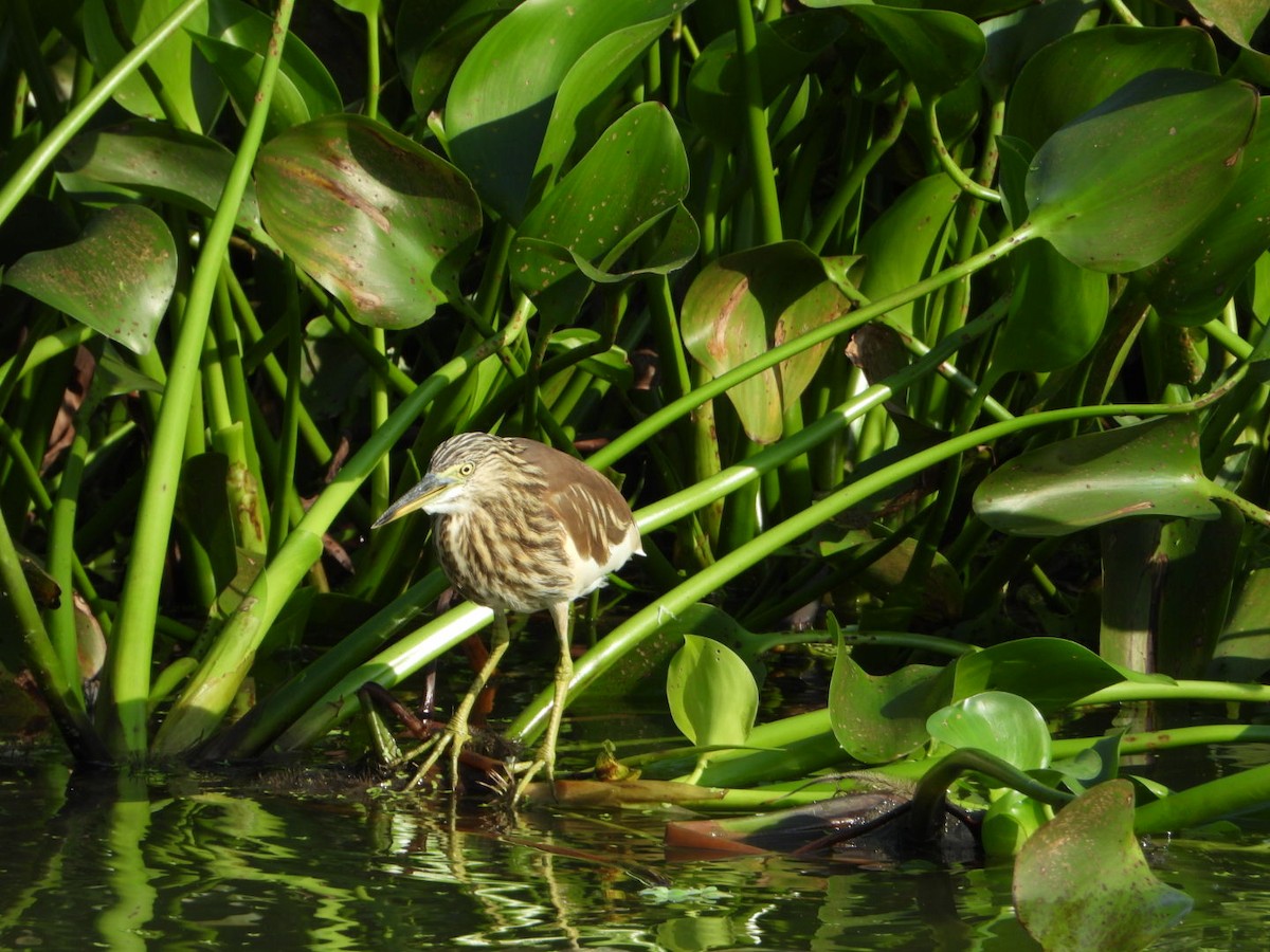 Indian Pond-Heron - ML645718879