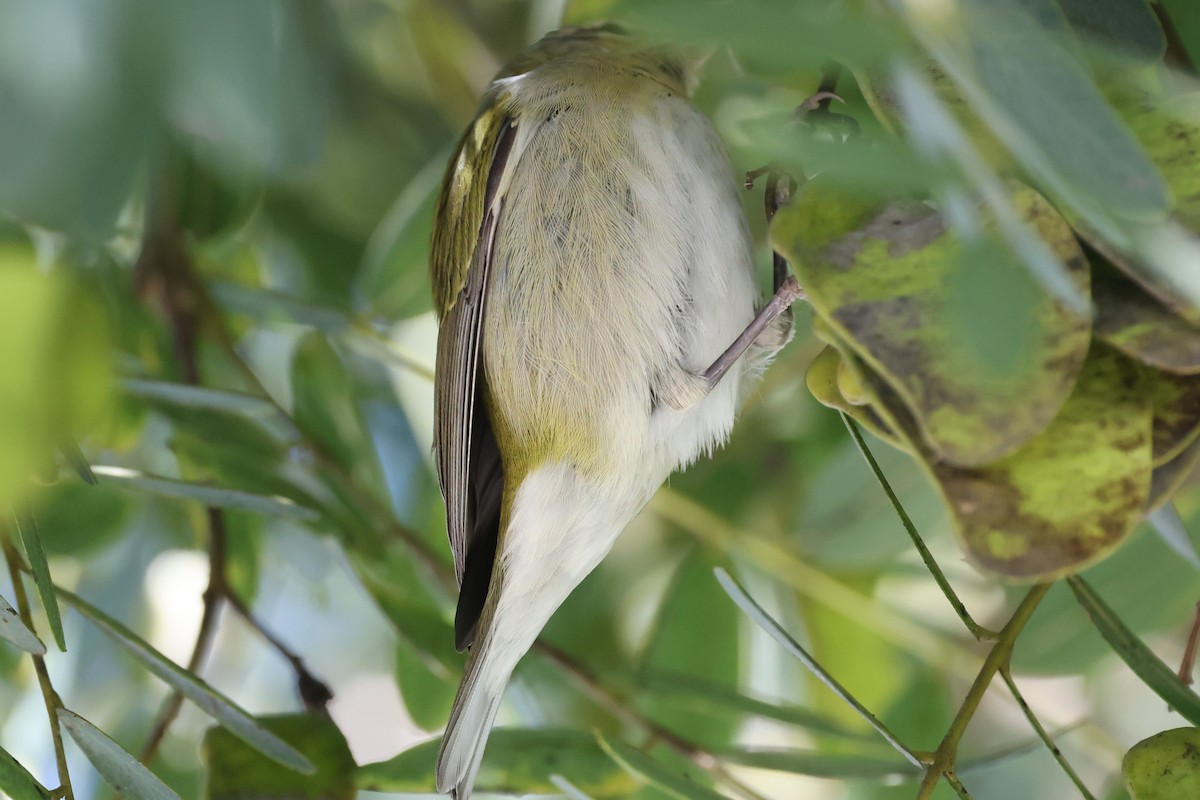 Tennessee Warbler - ML645718880