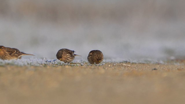 Чечітка гірська - ML645718922