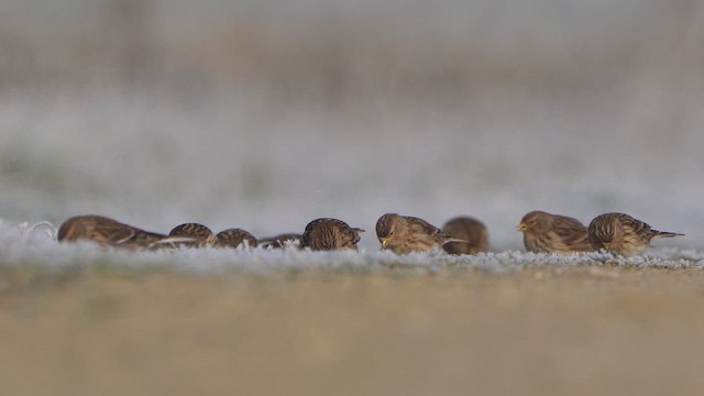 Чечітка гірська - ML645718932