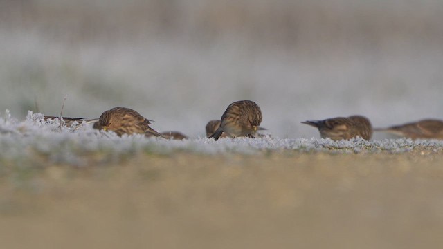 Чечітка гірська - ML645718936