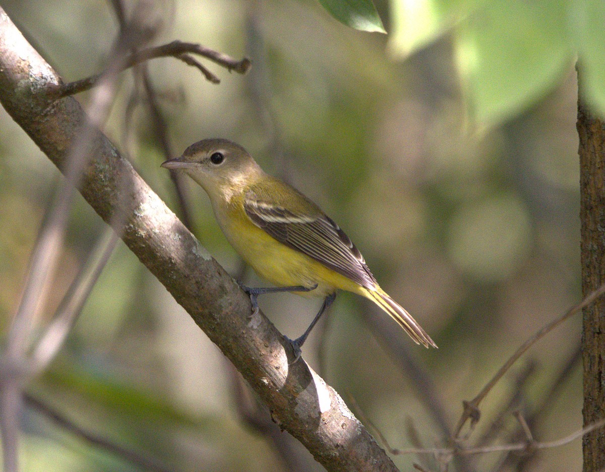 Bell's Vireo - ML645718940