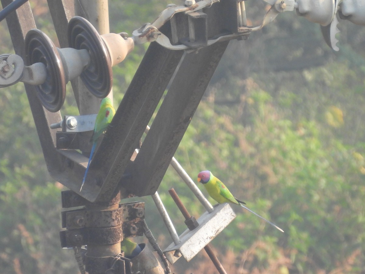 Plum-headed Parakeet - ML645718942