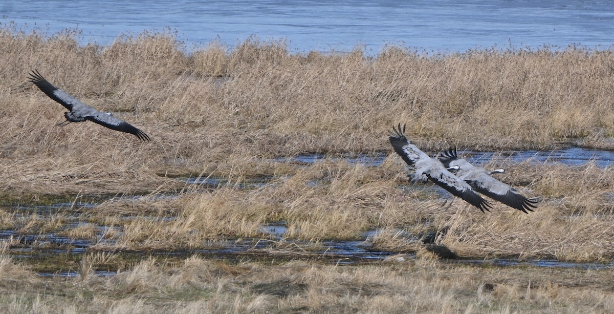 Common Crane - ML645718945